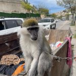 צילום: דוברות המשטרה
