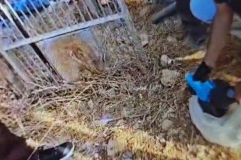 צילום: דוברות המשטרה.